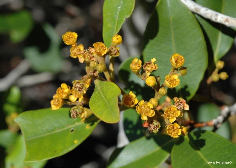 Tristaniopsis vieillardii flower