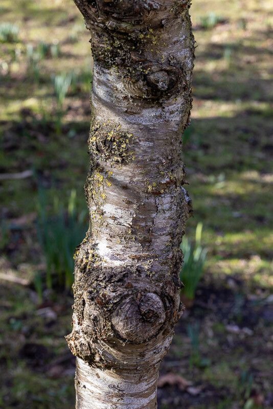 Prunus pseudocerasus bark