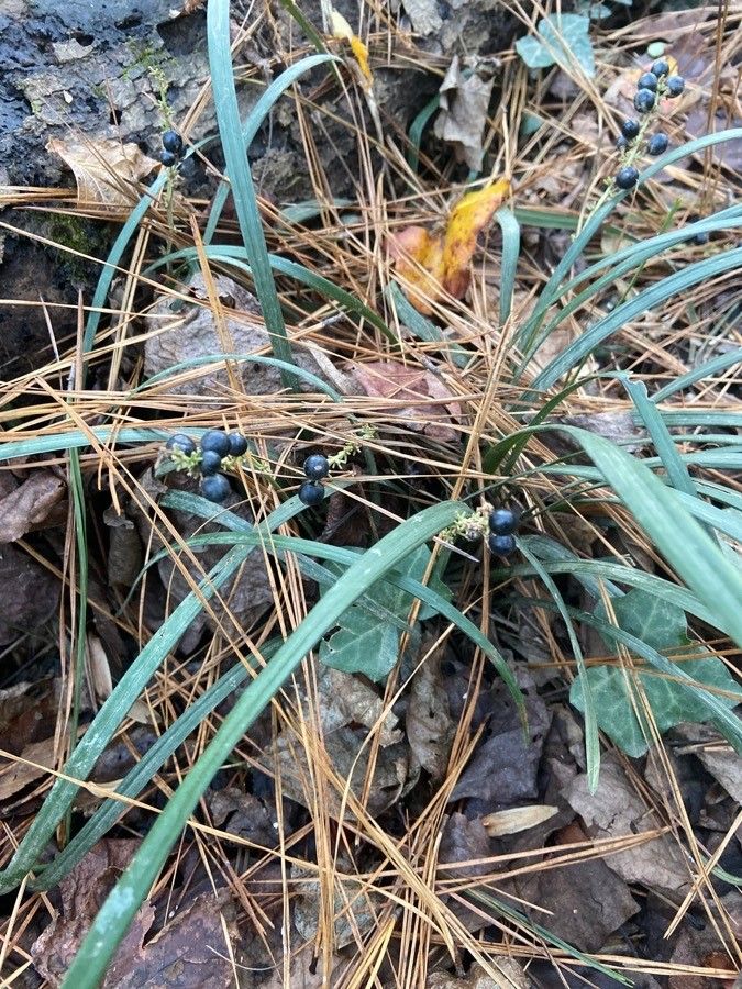 Ophiopogon caulescens — related species from the same genus