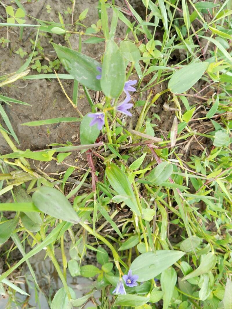 Monochoria vaginalis flower