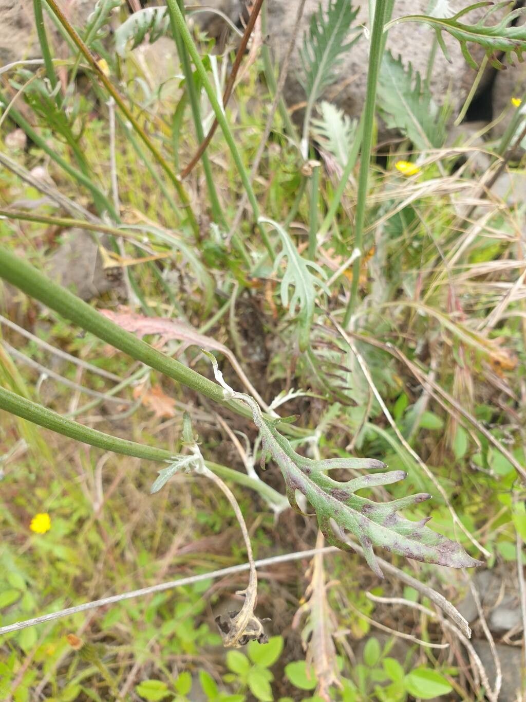 Tolpis calderae — related species from the same genus