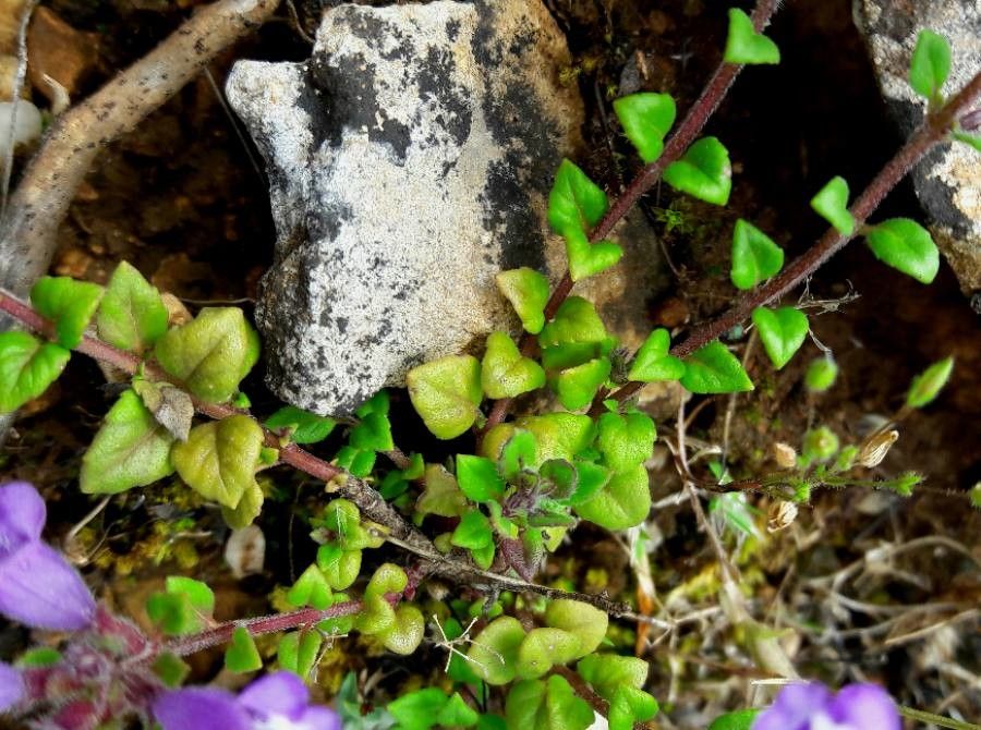 Clinopodium alpinum — related species from the same genus