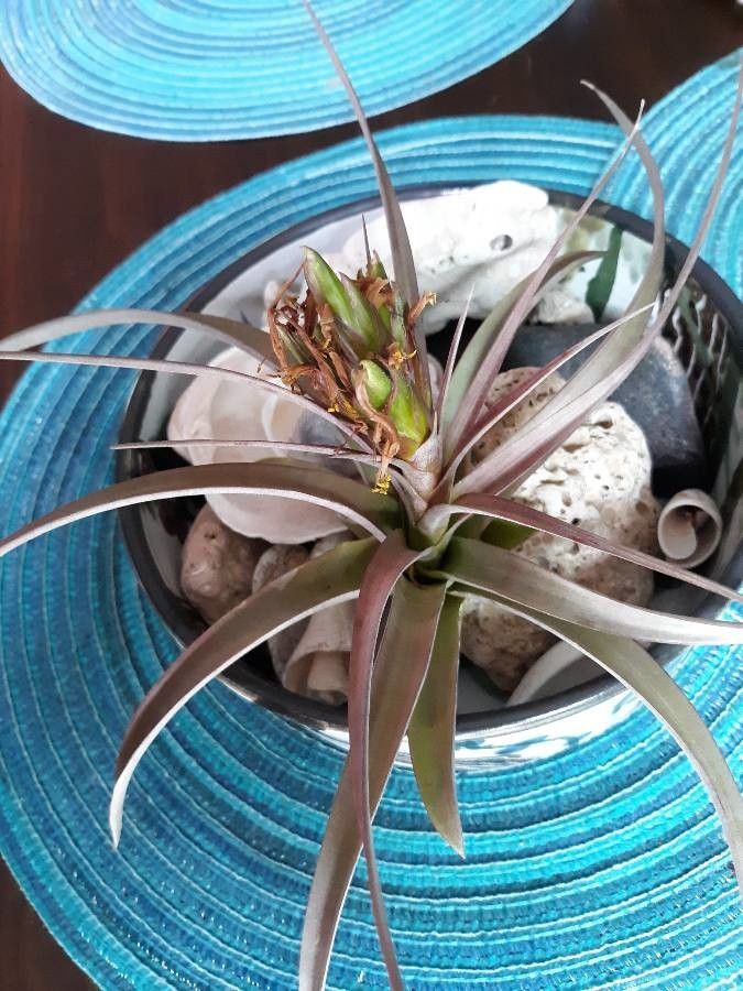 Tillandsia brachycaulos flower