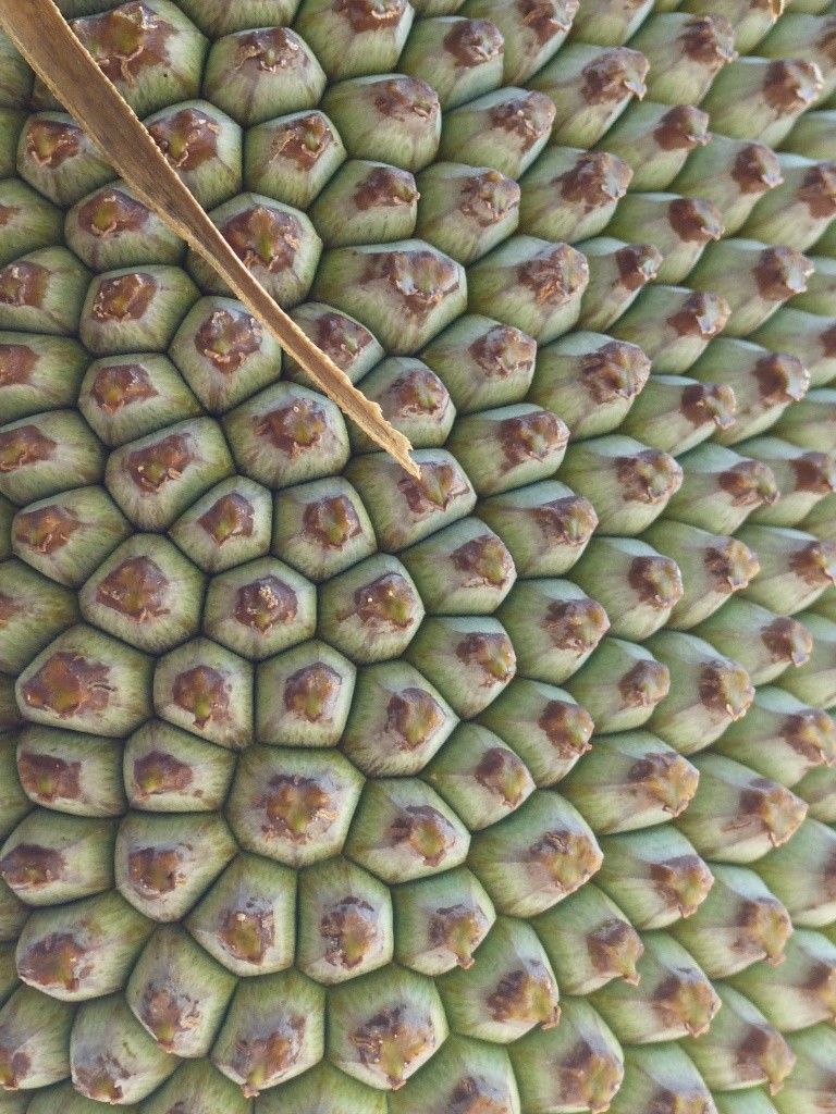 Pandanus viscidus fruit