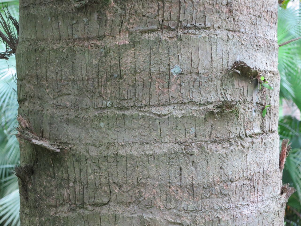 Sabal causiarum bark