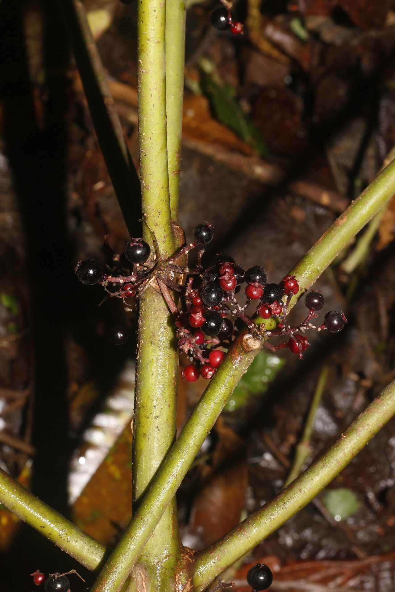 Miconia purpureoviolacea fruit