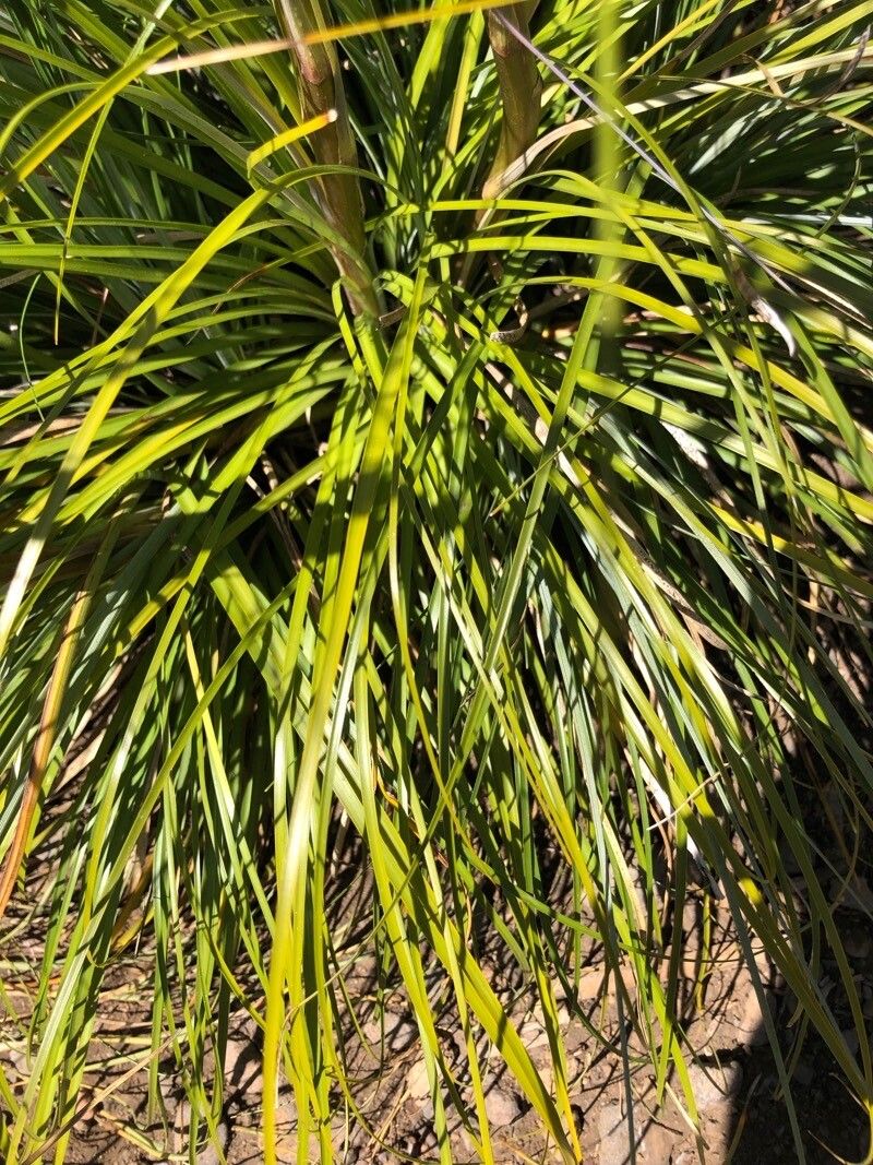 Xerophyllum tenax — related species from the same genus