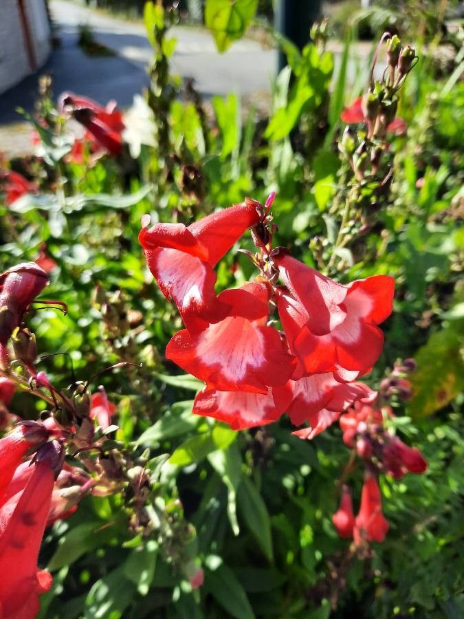 Pentstemon x hybridus fruit