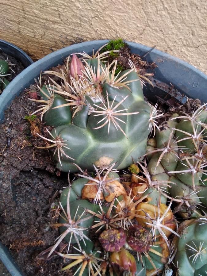 Coryphantha elephantidens bark