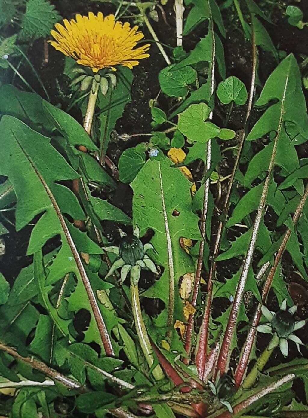 Taraxacum atactum — search result for 'Taraxacum'