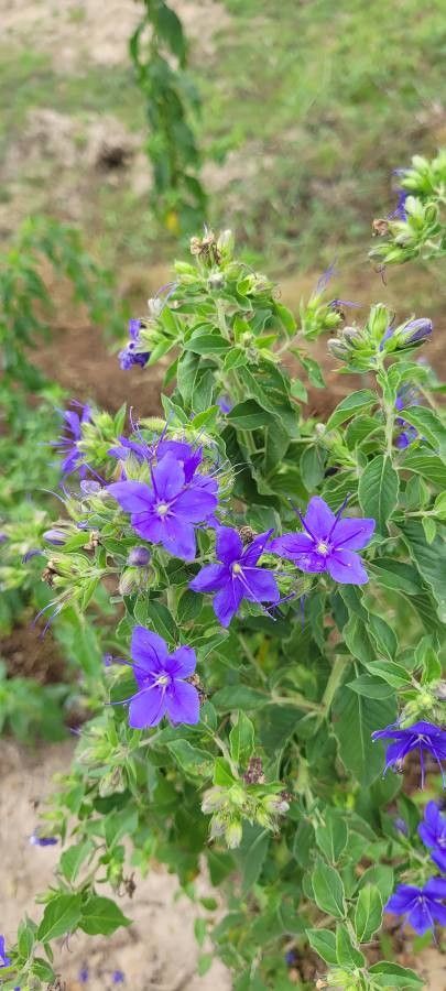 Hydrolea ovata flower