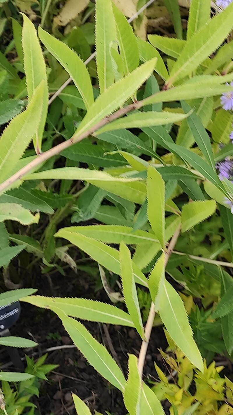 Veronica crinita — houseplant care guide