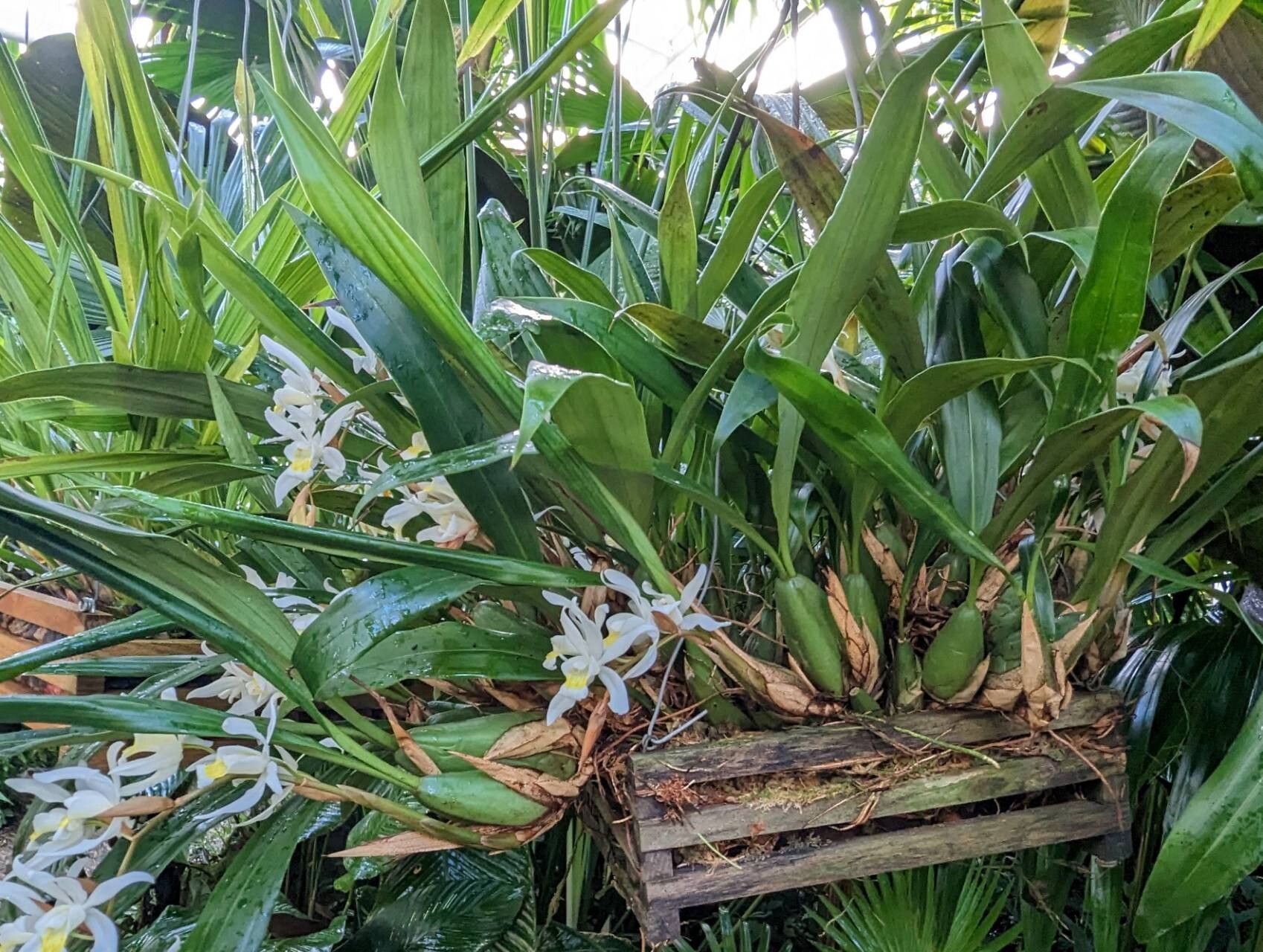 Coelogyne foerstermannii habit
