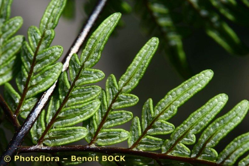 Allosorus fragilis other