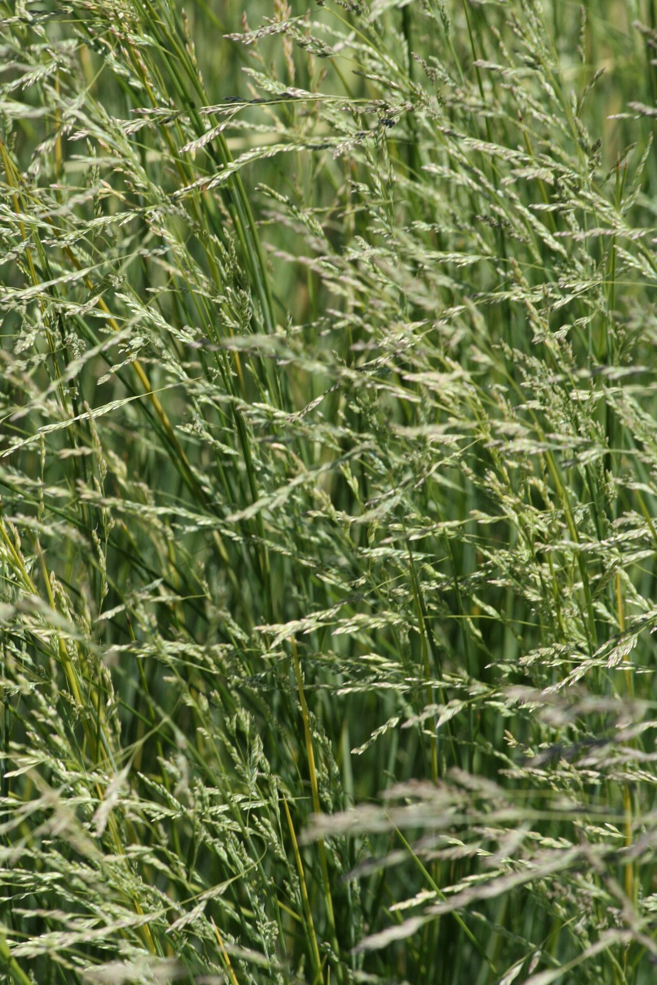 Poa labillardierei flower