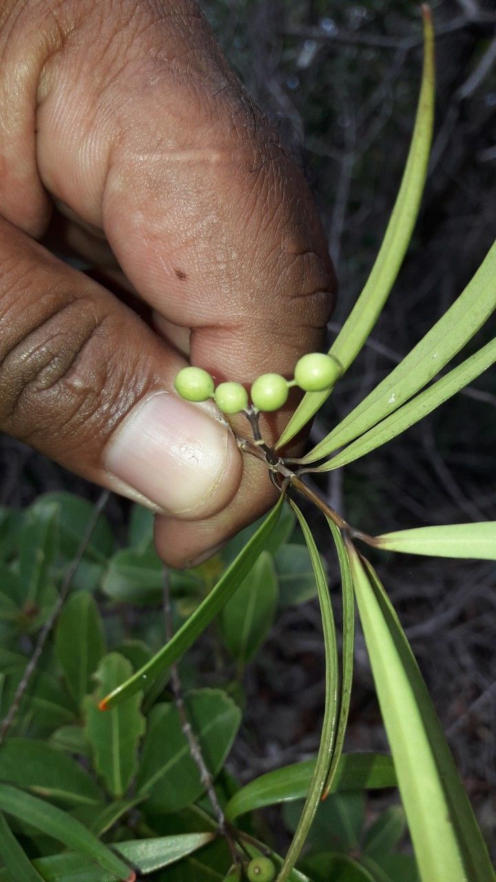 Alyxia tisserantii fruit