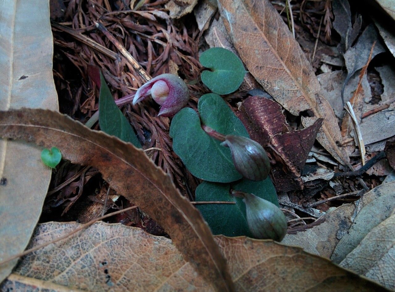 Corybas aconitiflorus — houseplant care guide