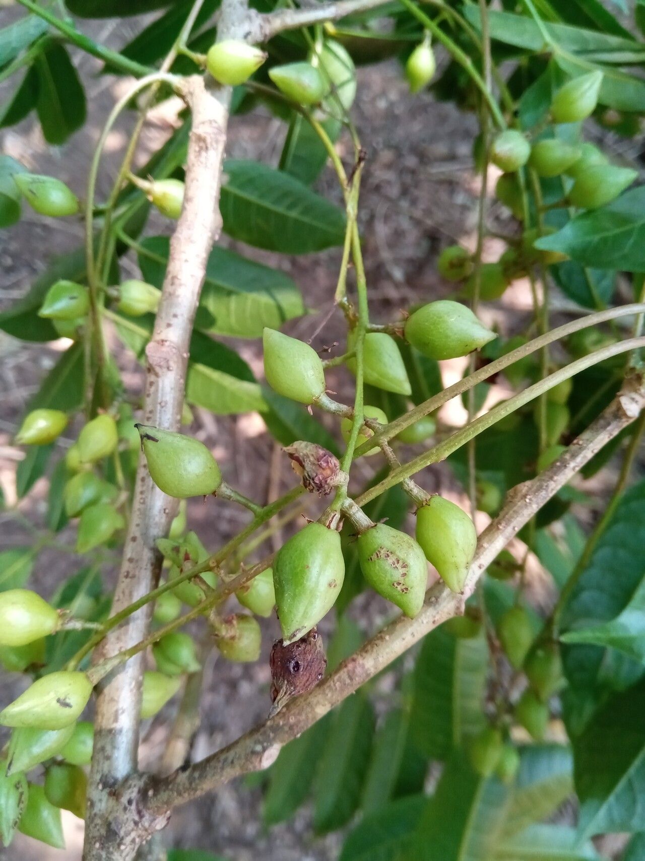 Commiphora tetramera fruit