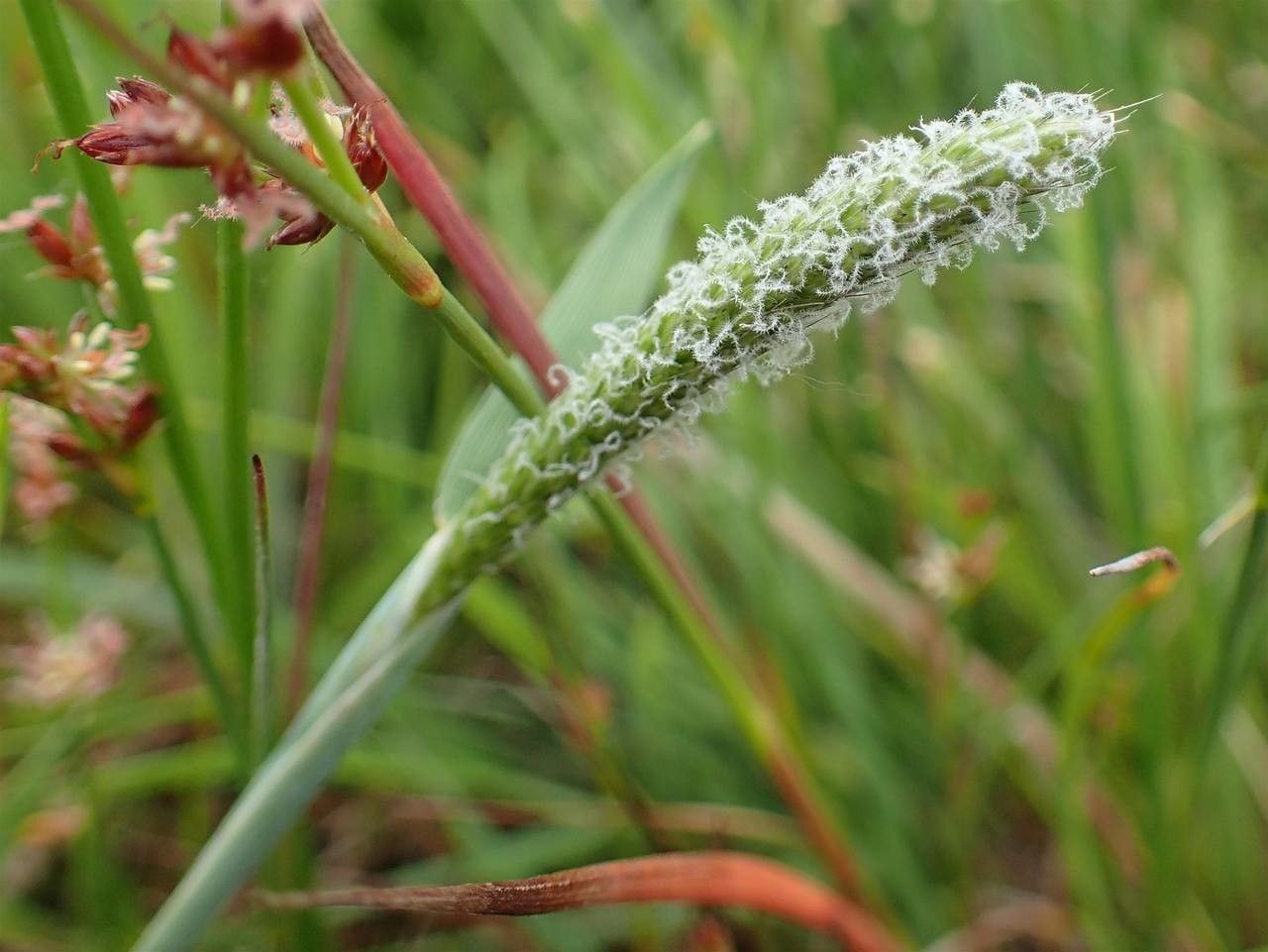 Alopecurus geniculatus fruit