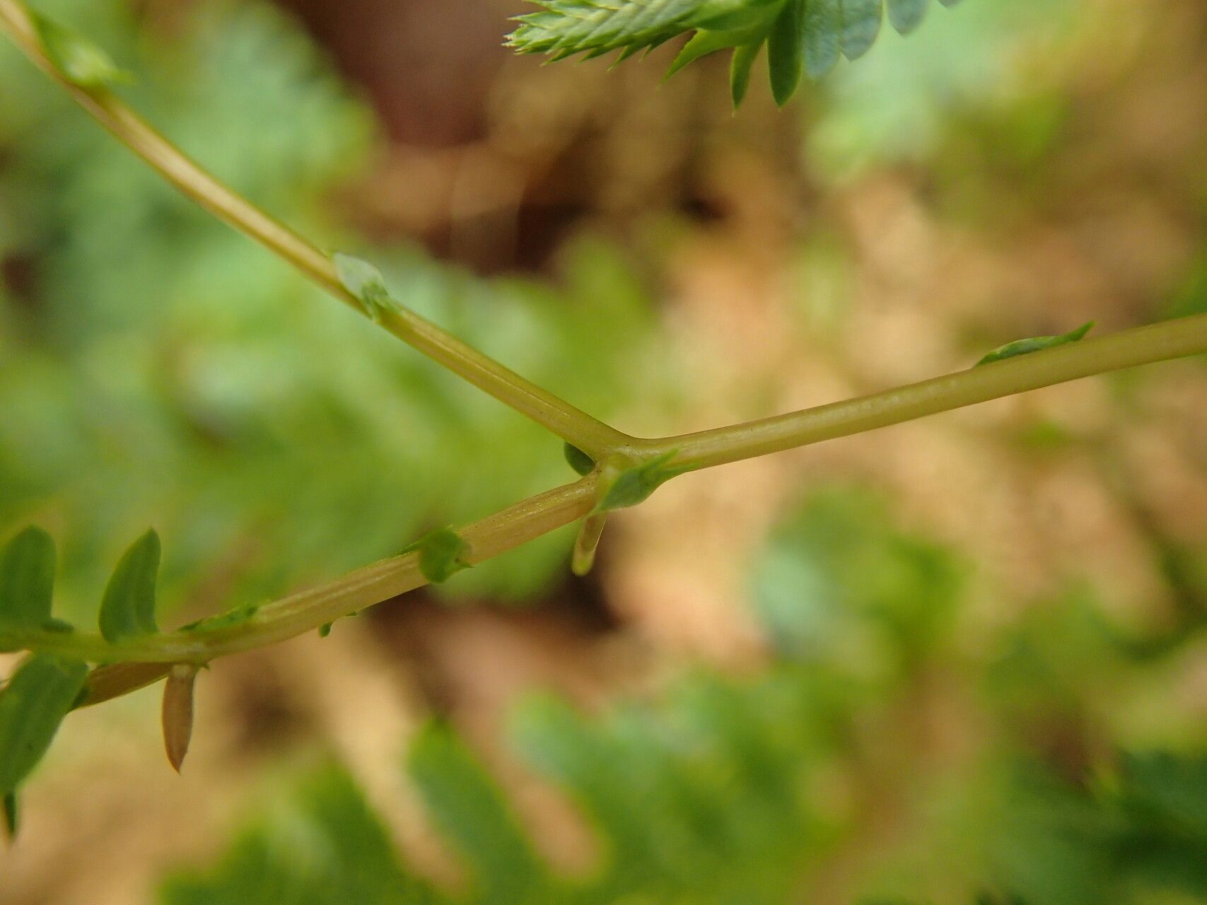 Selaginella myosurus other