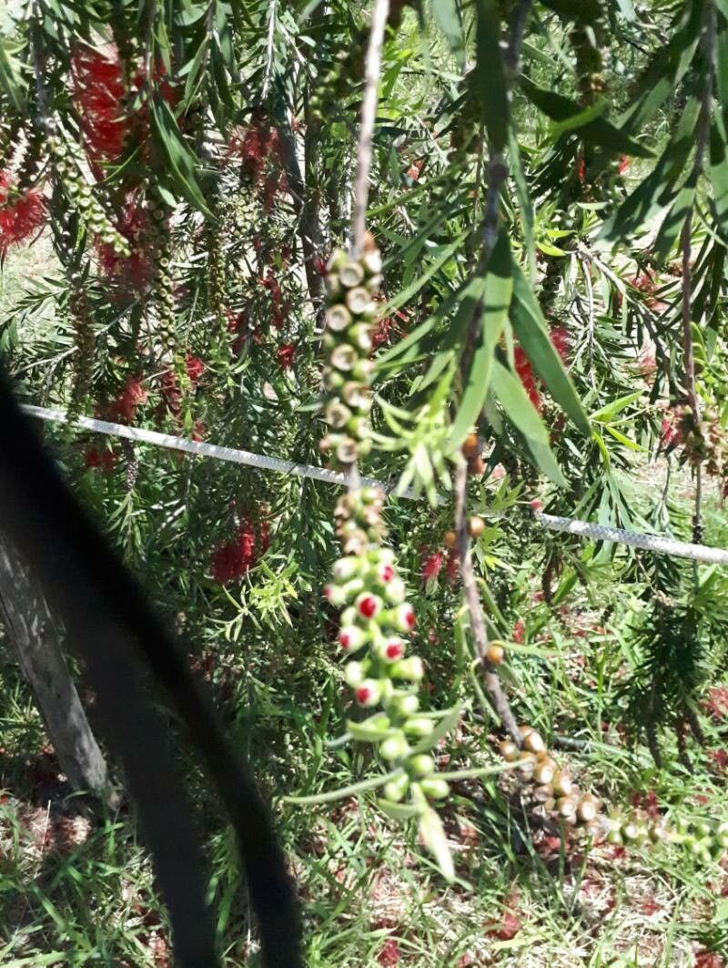 Callistemon viminalis fruit