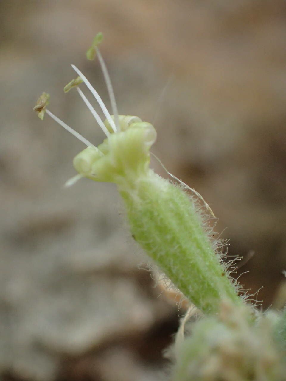 Silene congesta flower