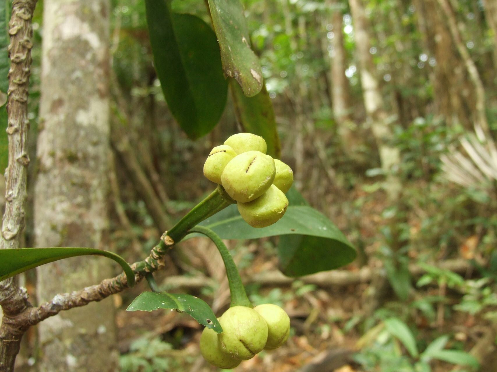 Zygogynum stipitatum fruit