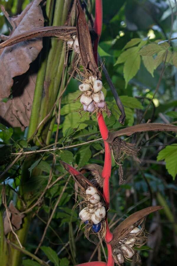 Heliconia pendula fruit