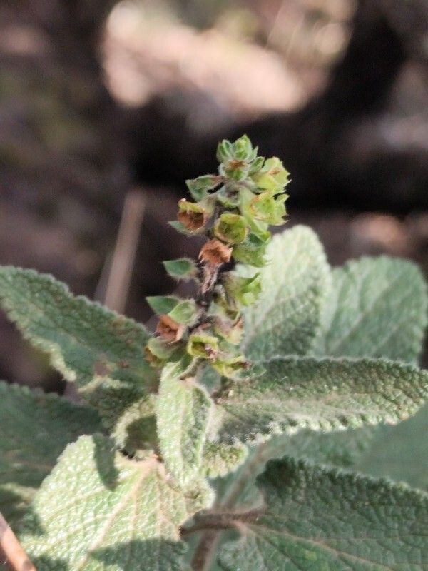 Teucrium francoi flower