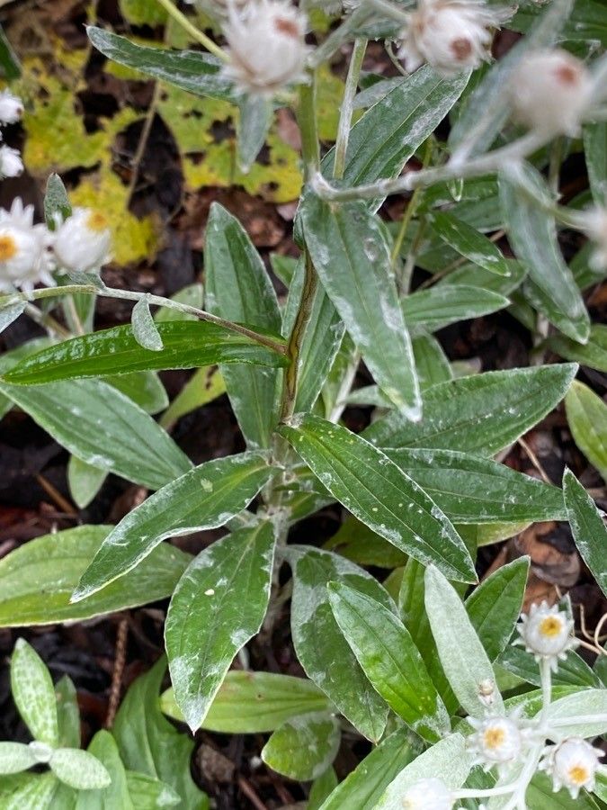 Anaphalis triplinervis — search result for 'Anaphalis'