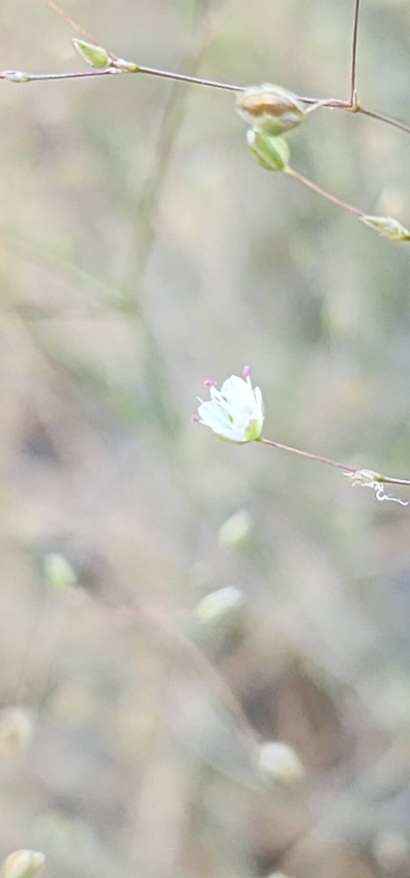 Bufonia macrocarpa — related species from the same genus