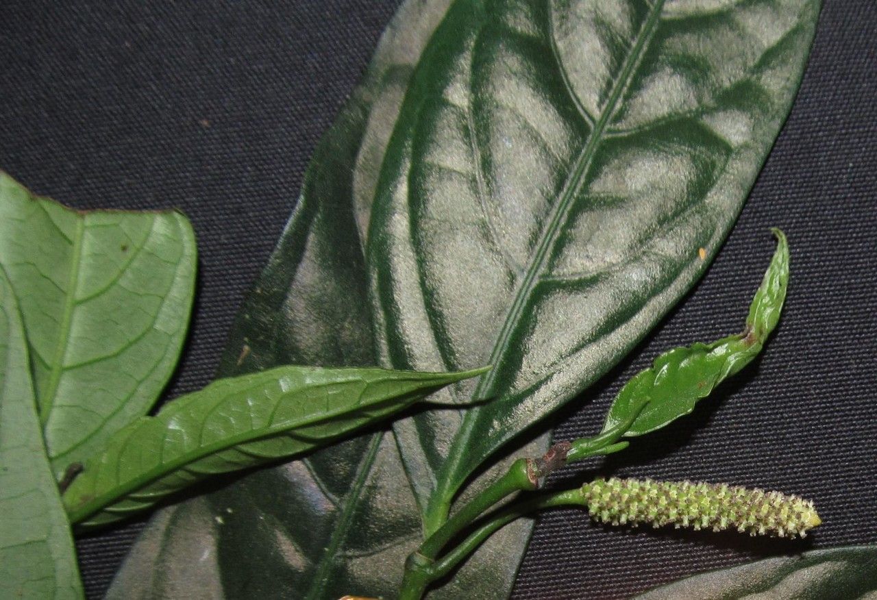 Piper candelarianum other