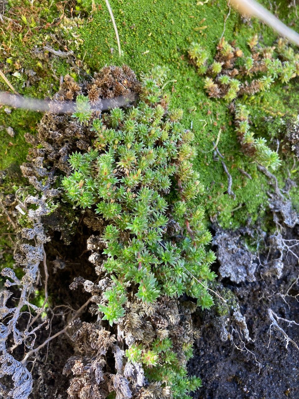 Alchemilla holosericea habit