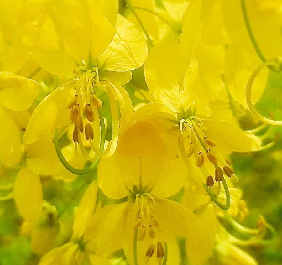 Cassia sieberiana flower