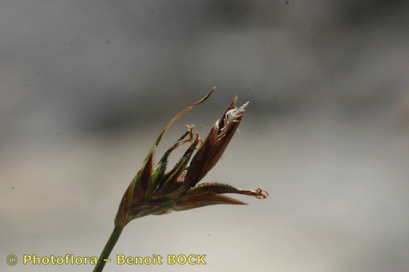 Carex mucronata fruit