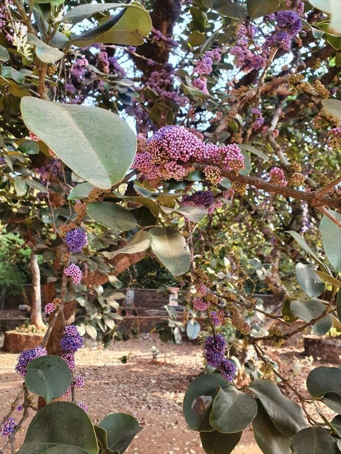 Callicarpa giraldii — search result for 'Callicarpa'