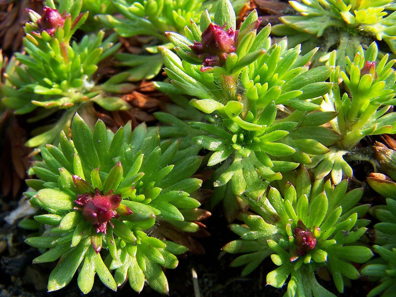 Saxifraga praetermissa habit