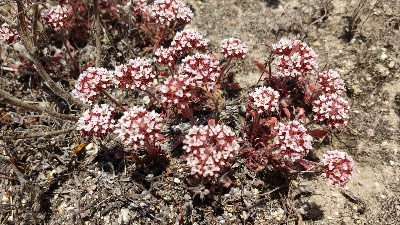 Chorizanthe staticoides — houseplant care guide