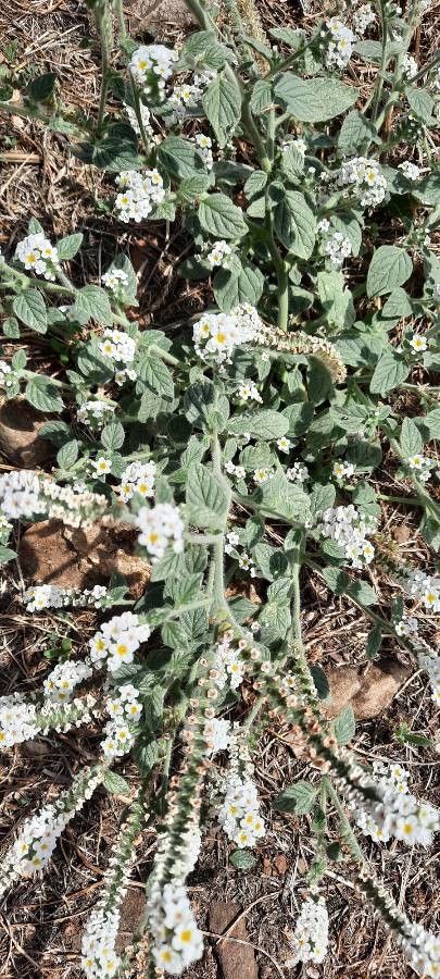 Heliotropium hirsutissimum flower