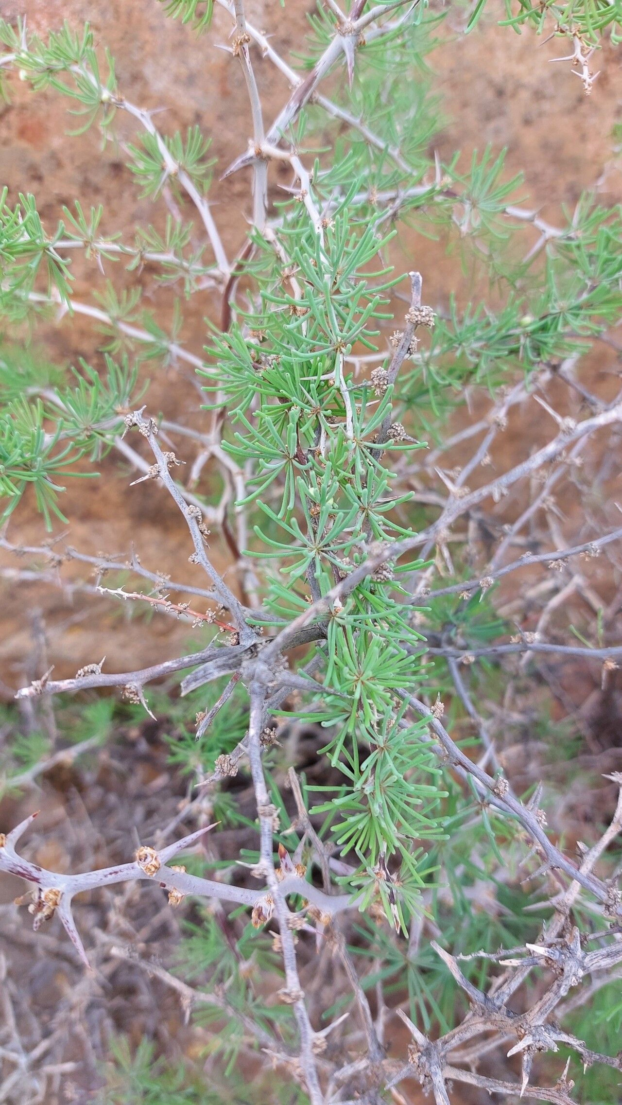Asparagus pastorianus leaf