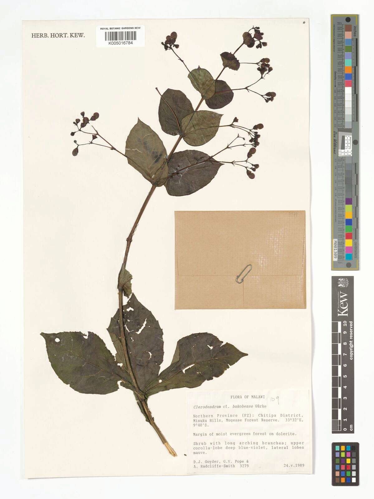 Rotheca bukobensis — related species from the same genus