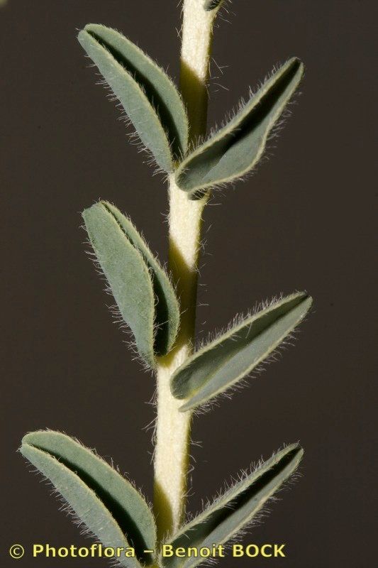 Astragalus akkensis bark