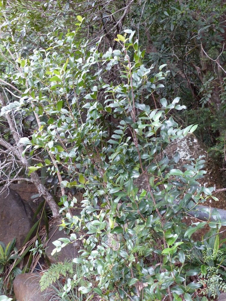 Phyllanthus pinjenensis — houseplant care guide