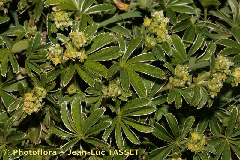 Alchemilla catalaunica flower