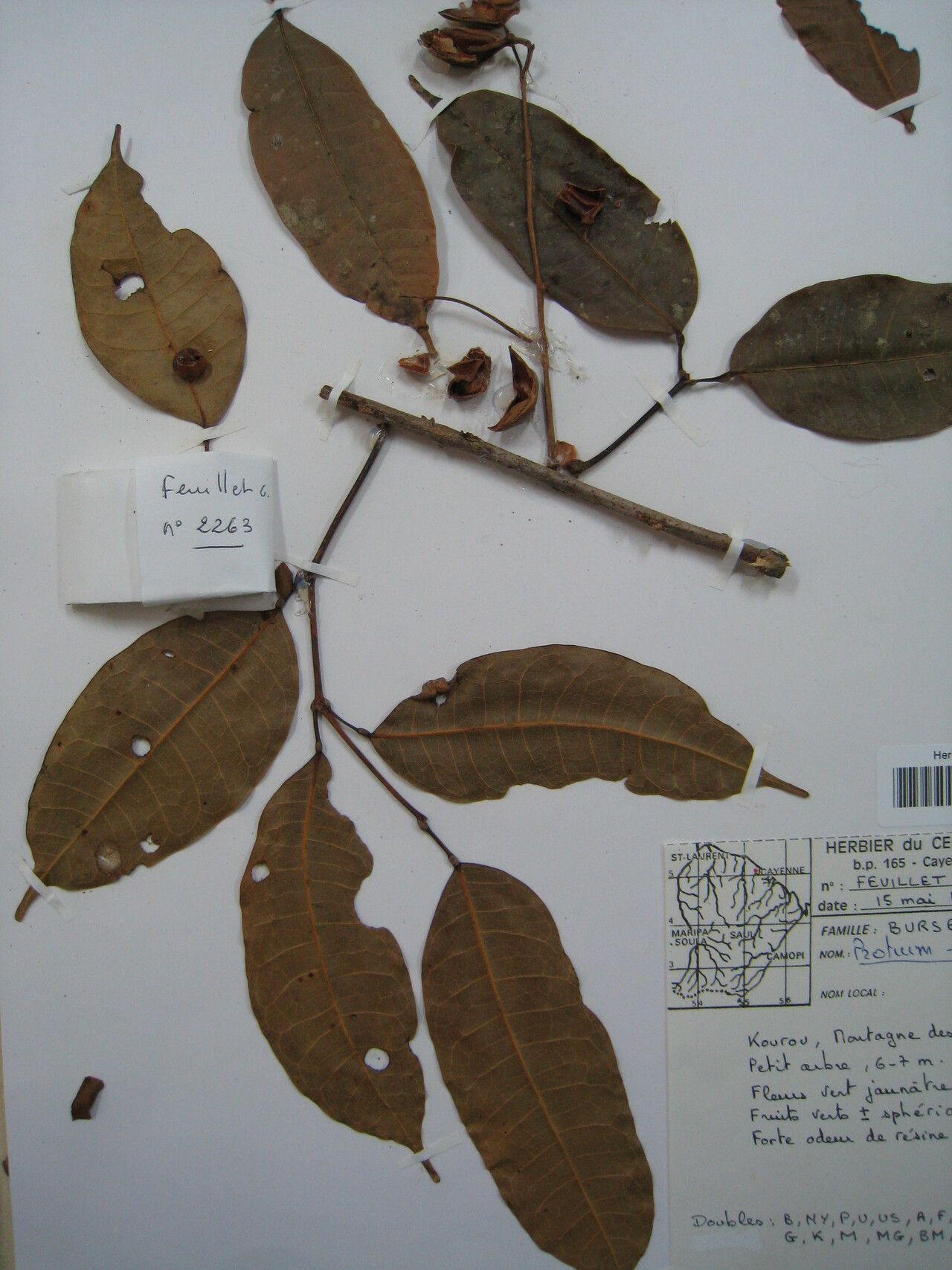 Protium strumosum — houseplant care guide