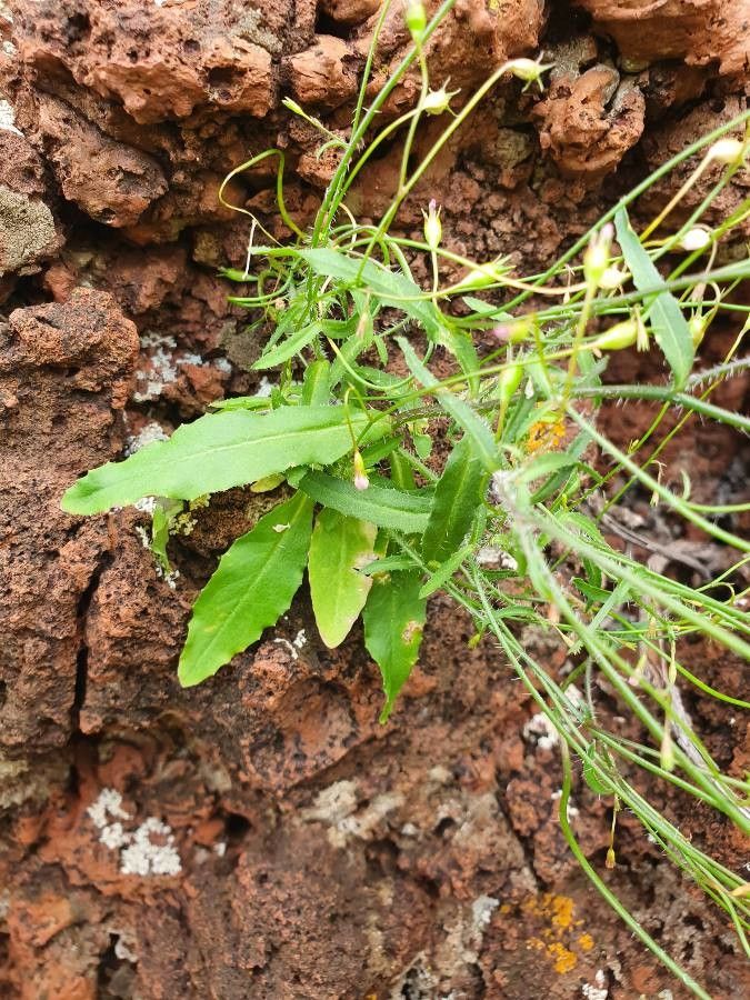 Wahlenbergia lobelioides — houseplant care guide