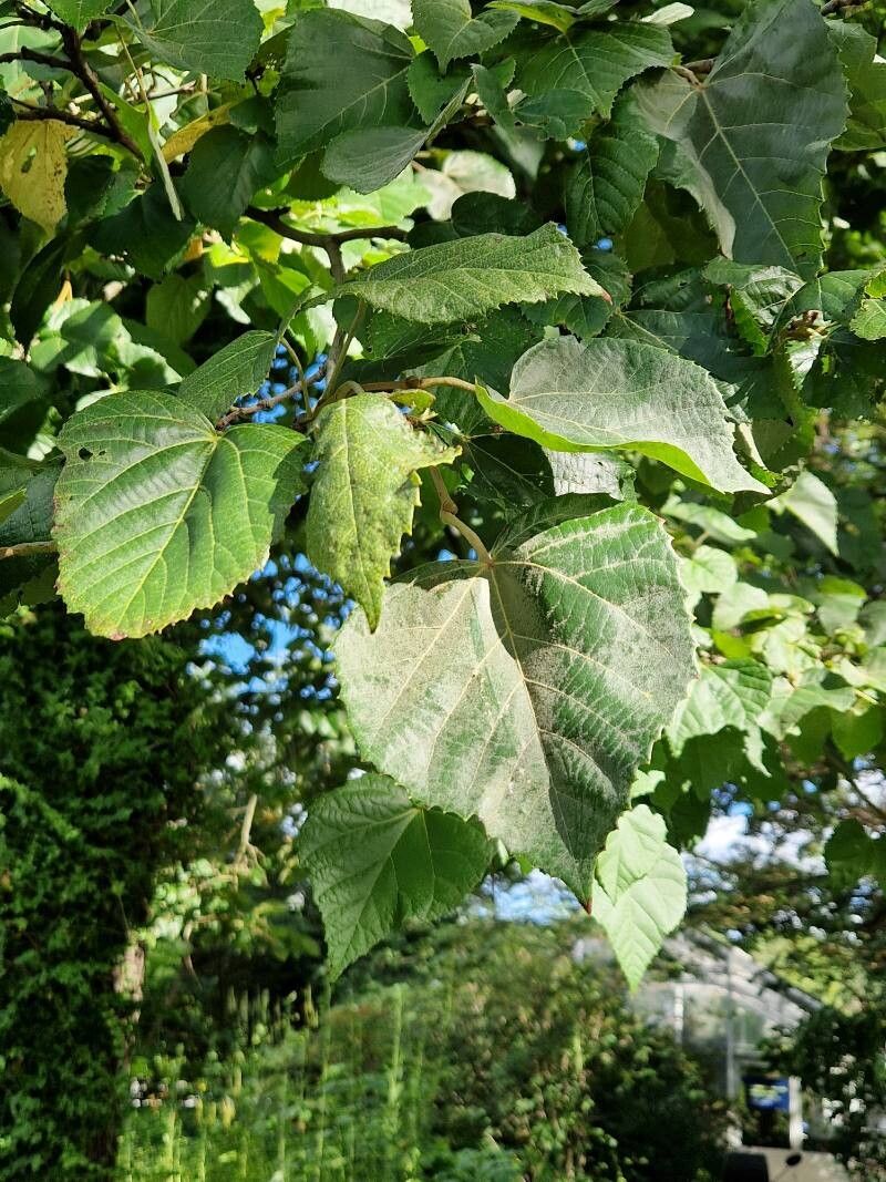 Tilia mandshurica habit