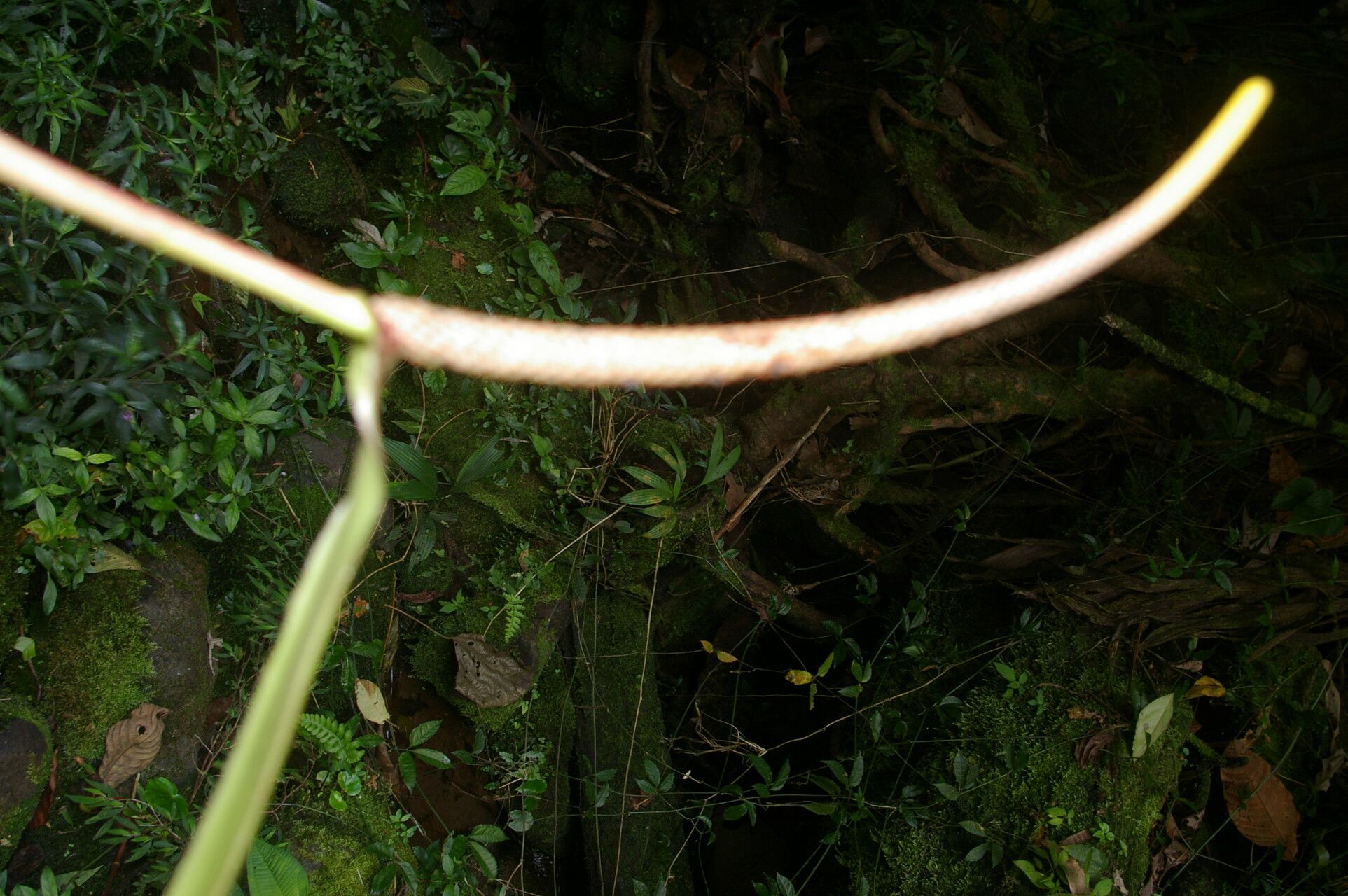 Anthurium propinquum bark