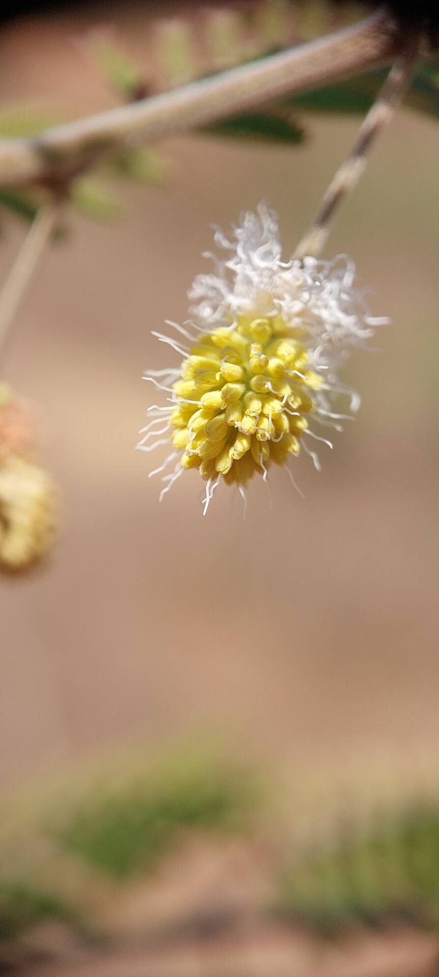 Dichrostachys akataensis flower