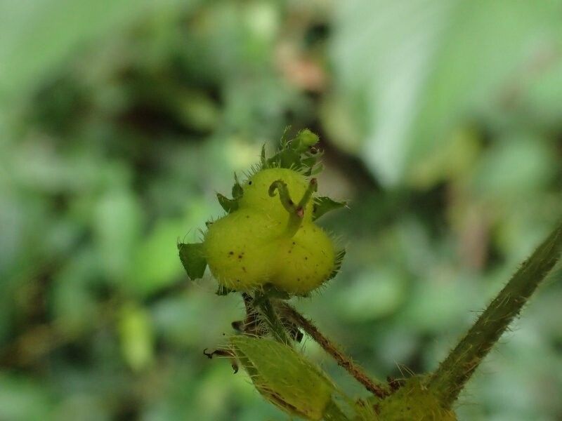 Tragia mildbraediana — houseplant care guide